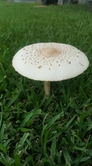 Chlorophyllum molybdites image