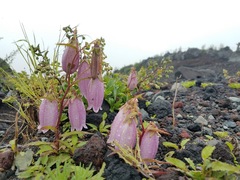 Campanula punctata hondoensis