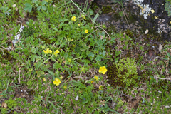 Potentilla brauniana