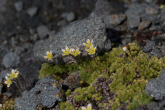Saxifraga bryoides