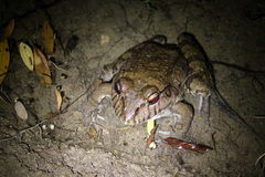Leptodactylus labyrinthicus