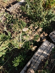 Perideridia americana