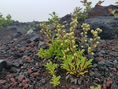 Artemisia pedunculosa