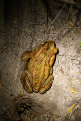 Rhinella rubescens