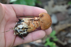 Cortinarius crassus