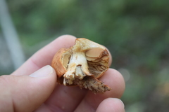 Cortinarius crassus