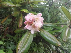 Rhododendron brachycarpum