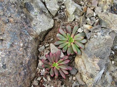Lewisia columbiana