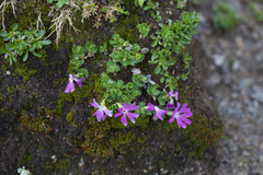 Primula minima