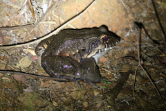 Leptodactylus labyrinthicus