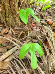 Aristolochia trilobata