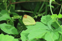 Pyrisitia dina