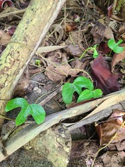 Aristolochia trilobata