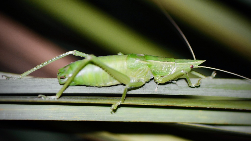 Palmetto Conehead