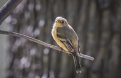 Empidonax fulvifrons