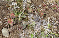 Lewisia columbiana