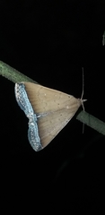 Coremagnatha orionalis