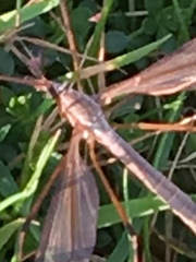 Acutipula