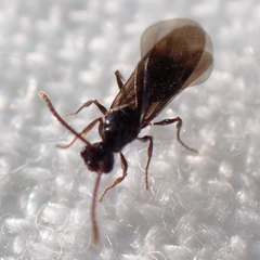 Myrmecina graminicola