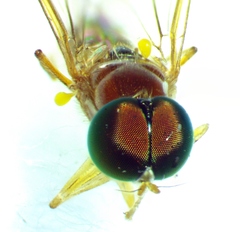 Sargus elegans