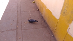 Columba livia domestica