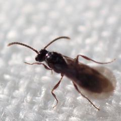 Myrmecina graminicola