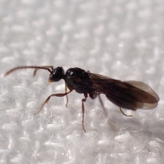 Myrmecina graminicola