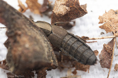 Ocypus aeneocephalus