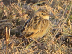 Cisticola brunnescens