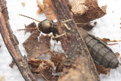 Ocypus aeneocephalus