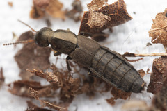 Ocypus aeneocephalus