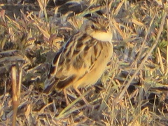 Cisticola brunnescens