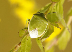 Chlorochroa persimilis