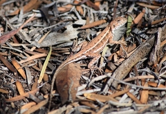 Ctenophorus spinodomus