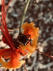 Apiomerus flaviventris