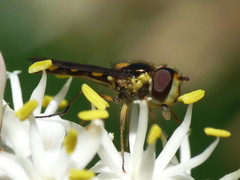 Allograpta ropala
