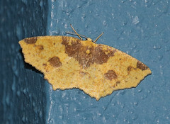 Periclina merana