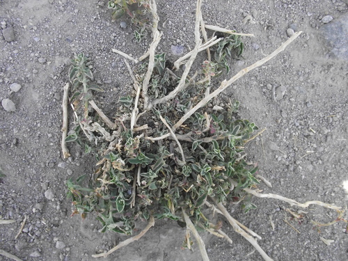 Atriplex suberecta iNat (2)