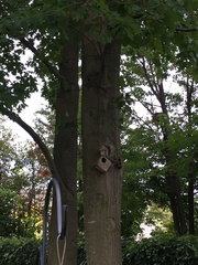 Sciurus carolinensis