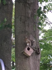 Sciurus carolinensis