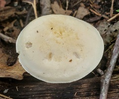 Tricholoma odorum