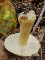 Tricholoma odorum