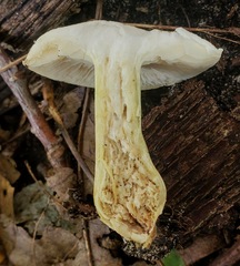 Tricholoma odorum