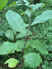Magnoliales