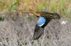 Cinnamon Teal photo 3