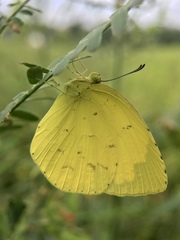 Eurema mandarina