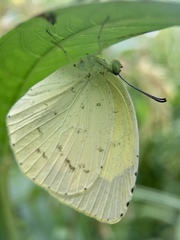 Eurema mandarina