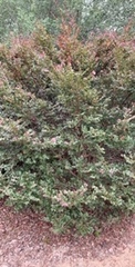 Loropetalum chinense
