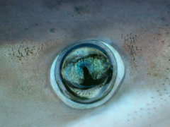 Night Shark photo 4