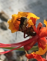 Apiomerus flaviventris